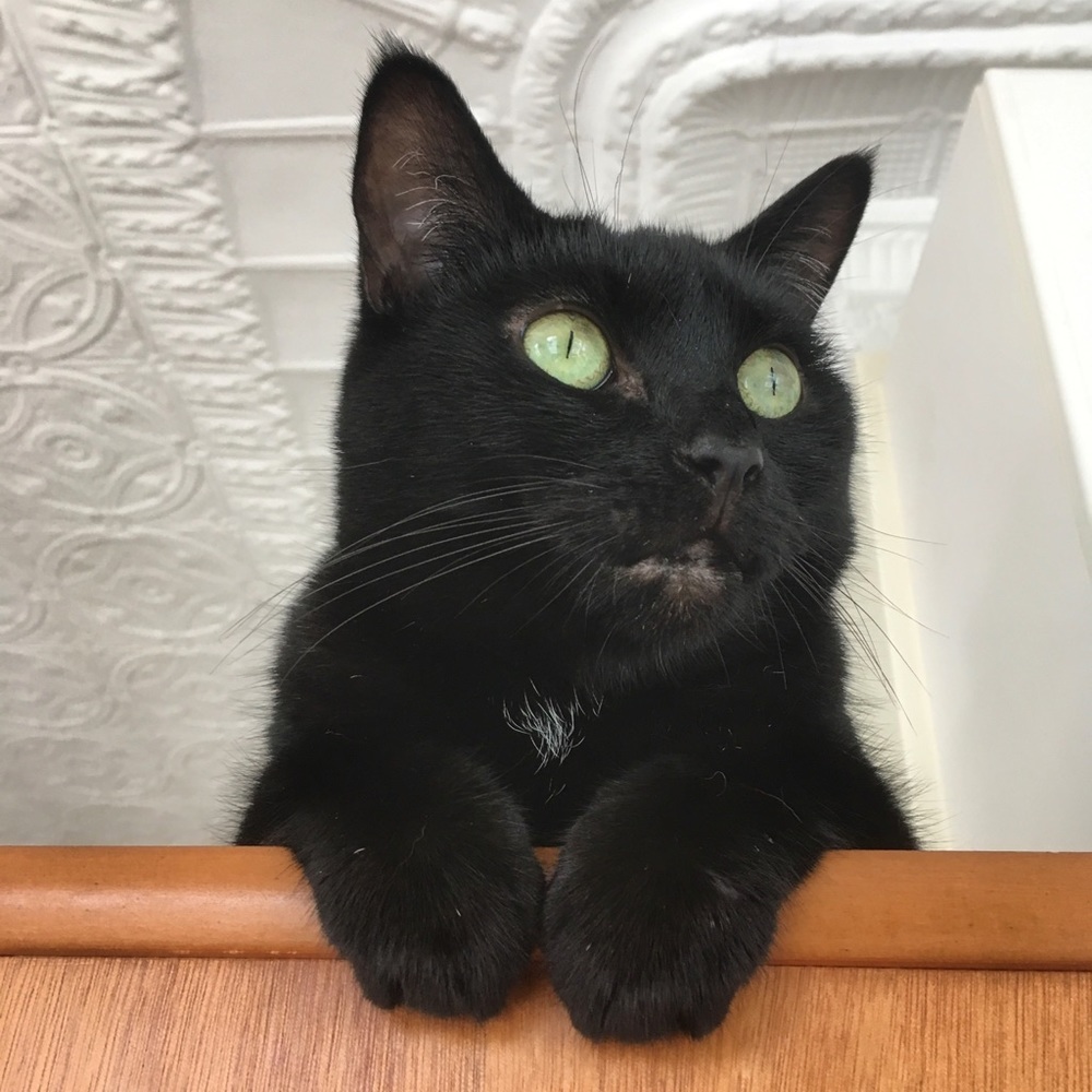 Meet your Posher, Joanna